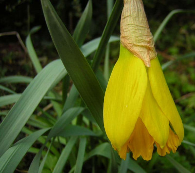 77daff.jpg