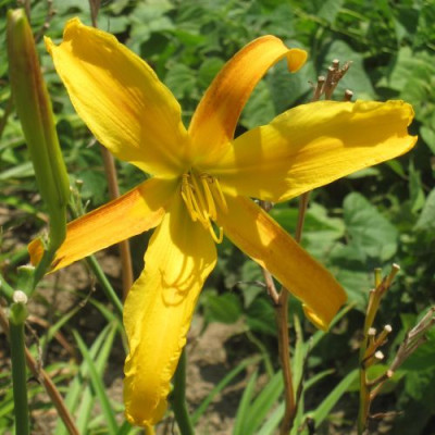 GT05-KL11.9_Jersey_Spider_X_Curly_Cinn_Windmill_26561.jpg