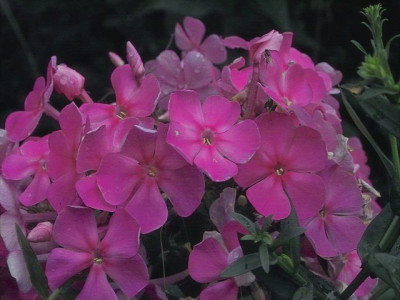 k-Phlox_rosa_Garagenbeet.jpg