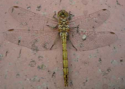 LIBELLE.jpg