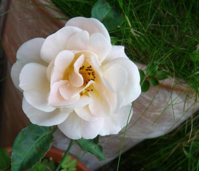 EleganteEdith_08_09_02.jpg