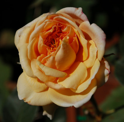 English_Garden_0010__55747.jpg