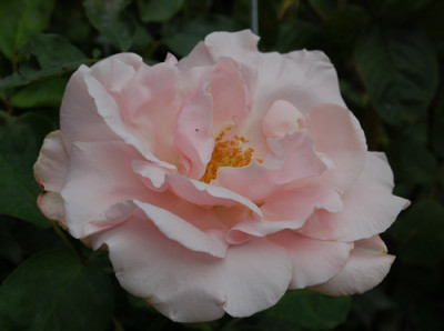 Sachsengruss_0010__55187.jpg