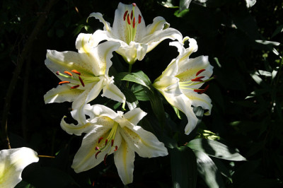 Li_WL_auratumvirginale12979.jpg