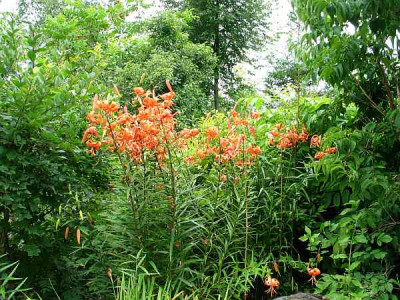 Botanischer-garten-lancifolium.jpg