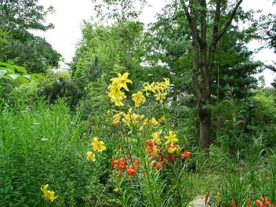 Botanischer-garten-lancifolium-gelb.jpg