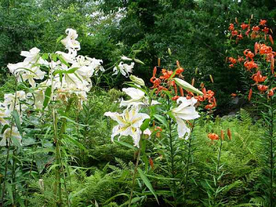 Botanischer-garten-auratum-lancifolium.jpg
