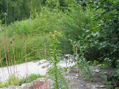 Botanischer-garten-bulbiferum-samen.jpg