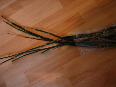 schachtelhalm-axel.jpg