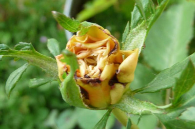 Reve_apricot_08_09_01.JPG