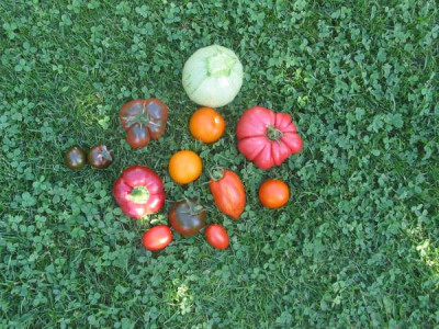 tomatenernte_001.jpg