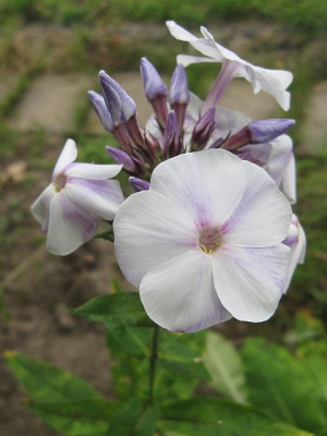Phlox_Schneerausch_27181.jpg