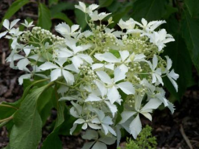 HydBridalVeil7.jpg