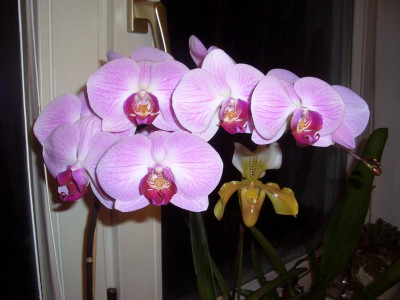 Blueten-Orchidee_kopie.JPG