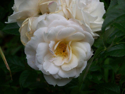 August_2009_Lions_Rose_Bluten.jpg
