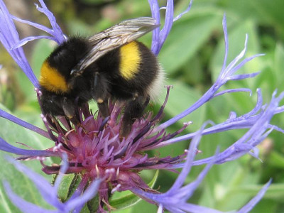 Hummel_Centaurea_26911.jpg