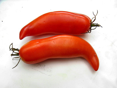 andenhorn09.JPG