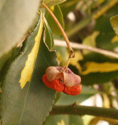 fruechte_euonymus_fortunei_sorte__2005-12.jpg
