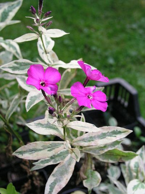 phlox_harlequin.jpg
