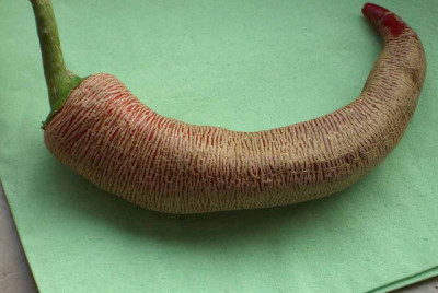 Unbek.Chili.jpg