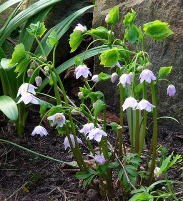 547px-Ranzania_japonica_1.jpg