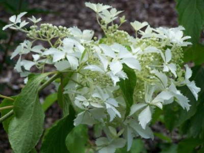 HydBridalVeil8.jpg