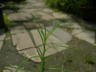 049.jpg