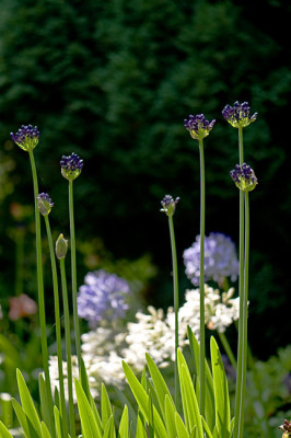 Aga-inapertus-Pendula-Aug0409.jpg