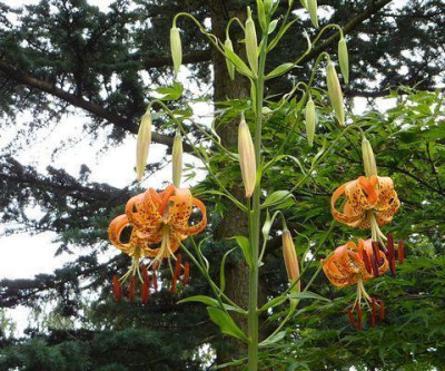 Lilium_superbum-o9.jpg