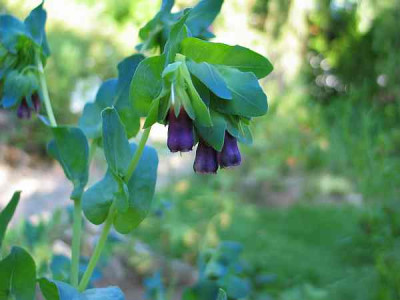 cerinthe-major-uwe.jpg