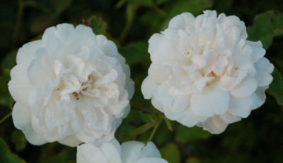 Blanche_Duranthon_0010__55374.jpg