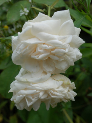 Furstin_von_Pless_0010__55214.jpg