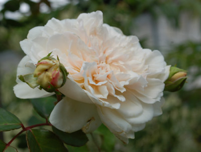 Sombreuil_Clg_0010__55217.jpg