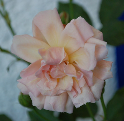 Arethusa_0010__55309.jpg