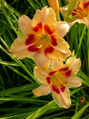 Sweet_Harmony_2006.jpg