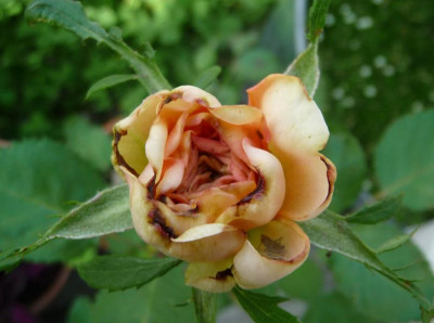 Reve_apricot_08_09_02.JPG