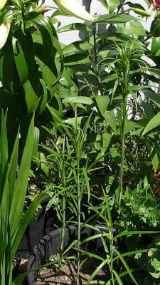 l.wallichianum-axel.jpg