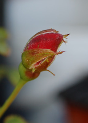 Schirmherr_0010__55719.jpg