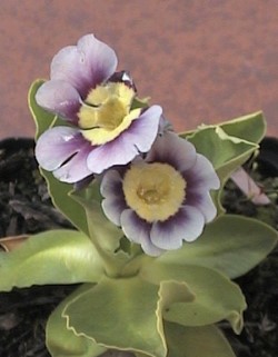 garten_aurikel_20040422.jpg