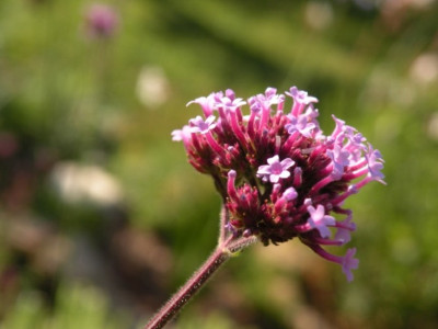 V._bonariensis.JPG