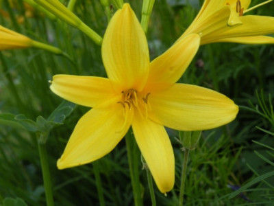 schon_immer_im_Garten.JPG
