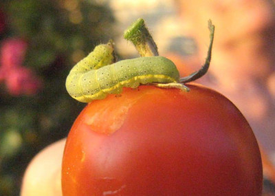 Tomatenraupe_001.jpg