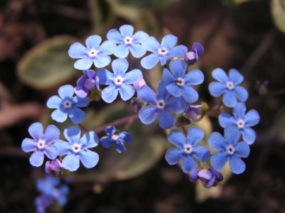 Brunnera_macrophylla_Hadspen_Cream_Blute_.jpg