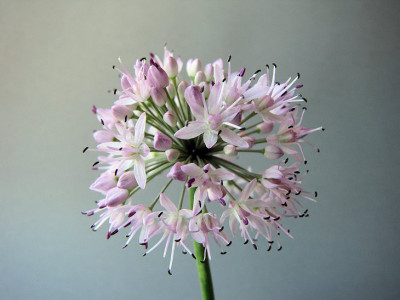 IMG_1130_allium.jpg