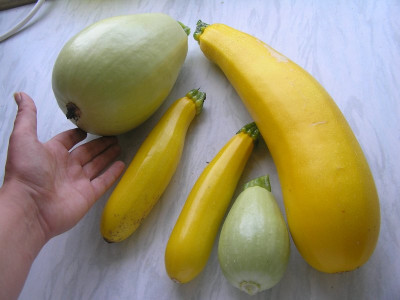 ernte050809.jpg