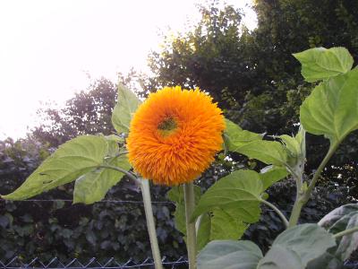 Starsonnenblume.jpg