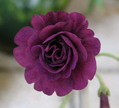 Aurikel_Walton_Head_15.05.JPG
