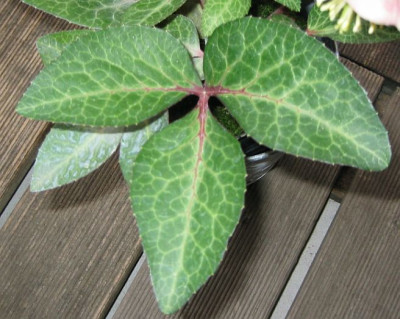 Helleborus_Blatt.jpg