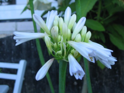 Agapanthus_Crystal_Drop_07_August_003.jpg