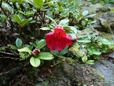 Rhododendron_forrestii_repens_fars_2009.jpg